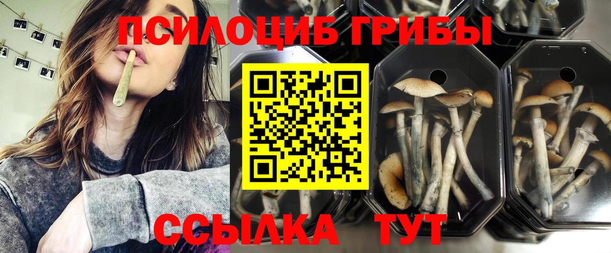 Галлюциногенные грибы Cubensis Павловский Посад